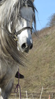 Nos chevaux et poneys